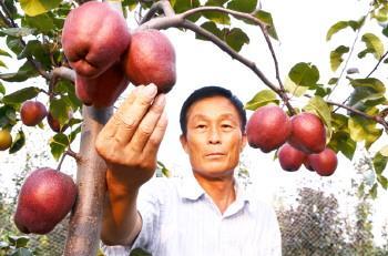 世界红梨看中国  中国红梨看聊城